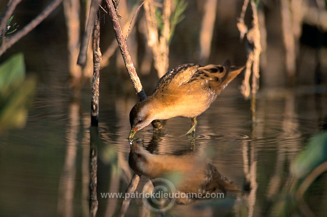 Little Crake (Porzana parva) - Marouette poussin - 21003