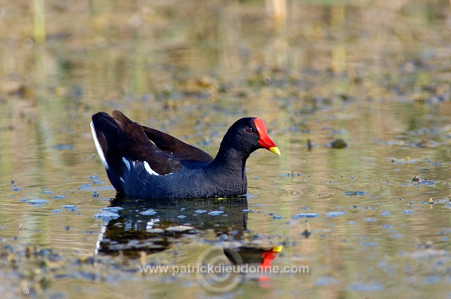 Moorhen (Gallinula chloropus) - Gallinule poule d'eau 10752