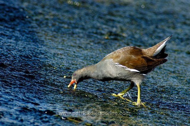 Moorhen (Gallinula chloropus) - Gallinule poule d'eau 10753