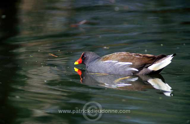 Moorhen (Gallinula chloropus) - Gallinule poule d'eau - 21005