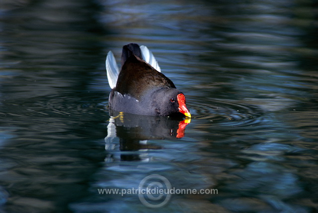 Moorhen (Gallinula chloropus) - Gallinule poule d'eau - 21006