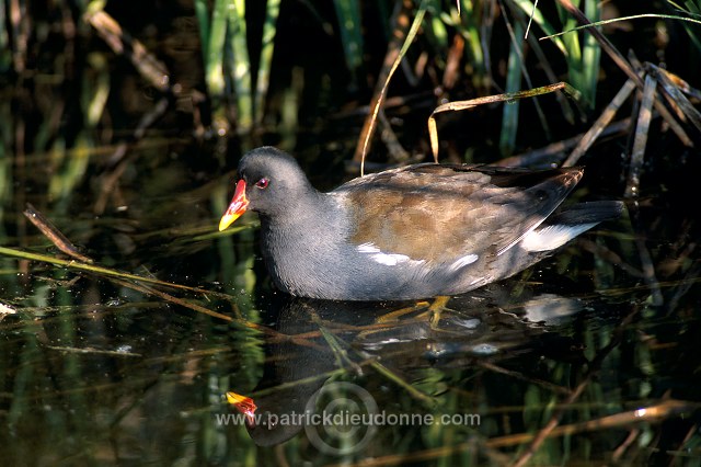 Moorhen (Gallinula chloropus) - Gallinule poule d'eau - 21007