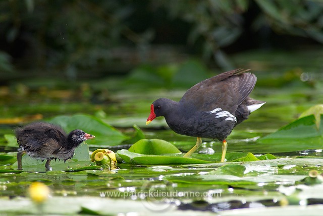 Moorhen (Gallinula chloropus) - Gallinule poule d'eau - 21008