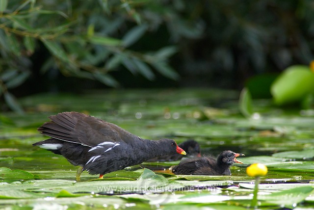 Moorhen (Gallinula chloropus) - Gallinule poule d'eau - 21009