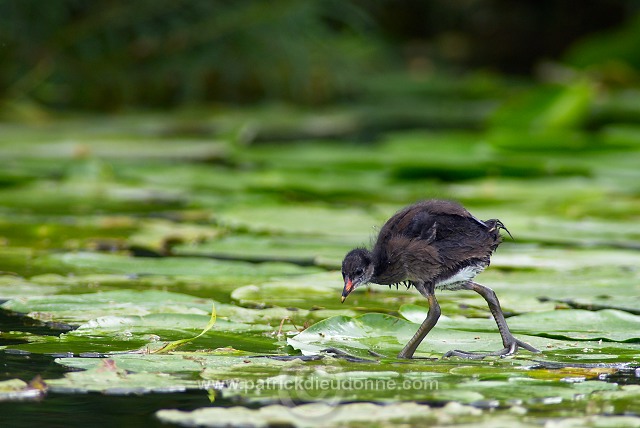 Moorhen (Gallinula chloropus) - Gallinule poule d'eau - 21010