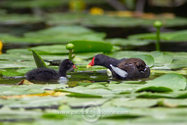 Moorhen (Gallinula chloropus) - Gallinule poule d'eau - 21011