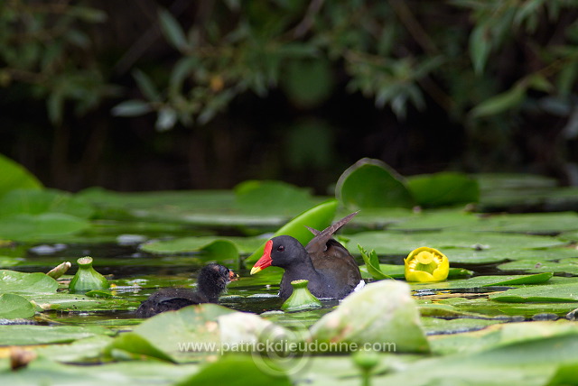 Moorhen (Gallinula chloropus) - Gallinule poule d'eau - 21012