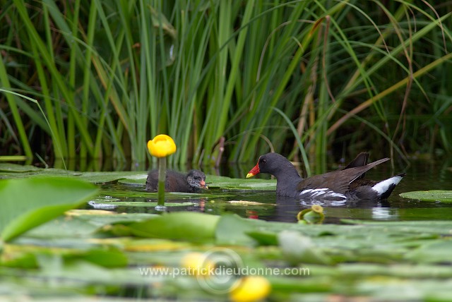 Moorhen (Gallinula chloropus) - Gallinule poule d'eau - 21013