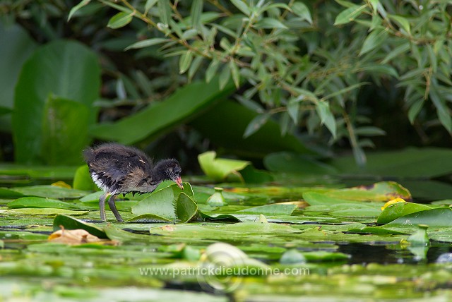 Moorhen (Gallinula chloropus) - Gallinule poule d'eau - 21014