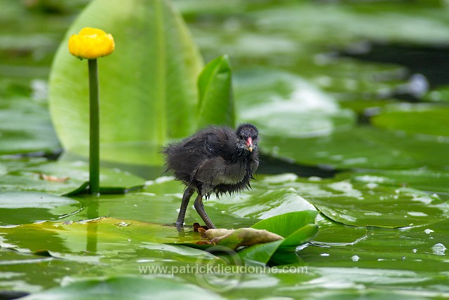 Moorhen (Gallinula chloropus) - Gallinule poule d'eau - 21015