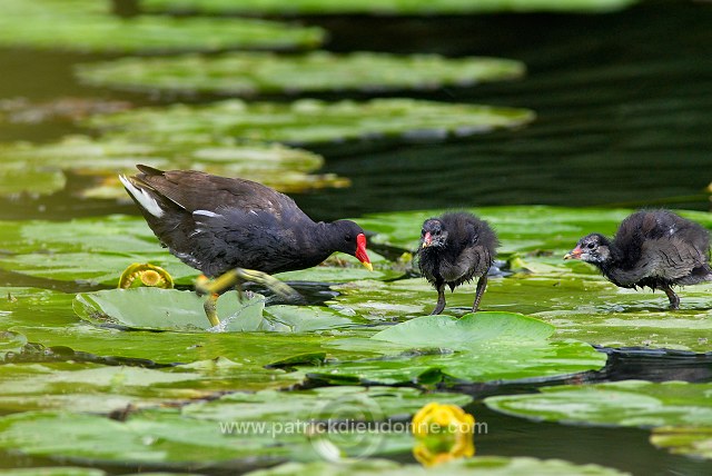 Moorhen (Gallinula chloropus) - Gallinule poule d'eau - 21016