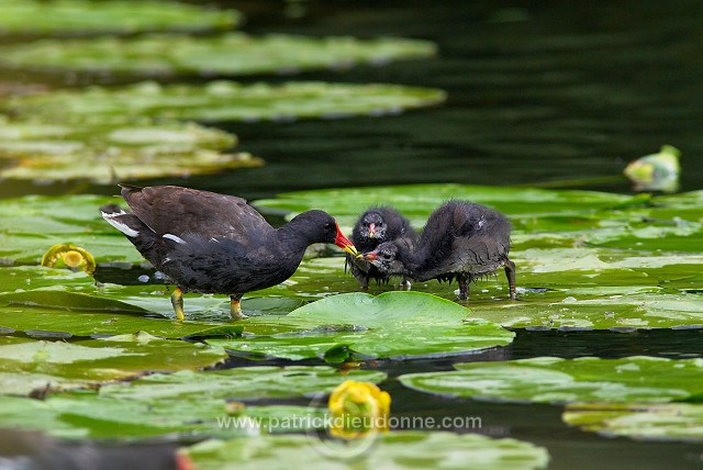 Moorhen (Gallinula chloropus) - Gallinule poule d'eau - 21017