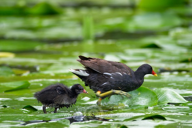 Moorhen (Gallinula chloropus) - Gallinule poule d'eau - 21019