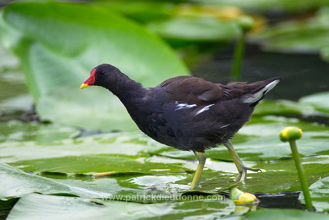 Moorhen (Gallinula chloropus) - Gallinule poule d'eau - 21020