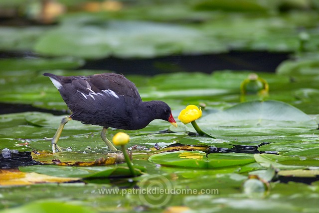 Moorhen (Gallinula chloropus) - Gallinule poule d'eau - 21021