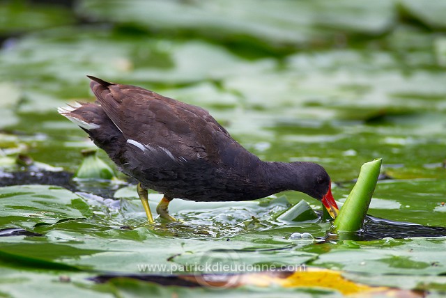 Moorhen (Gallinula chloropus) - Gallinule poule d'eau - 21022