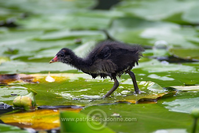 Moorhen (Gallinula chloropus) - Gallinule poule d'eau - 21023