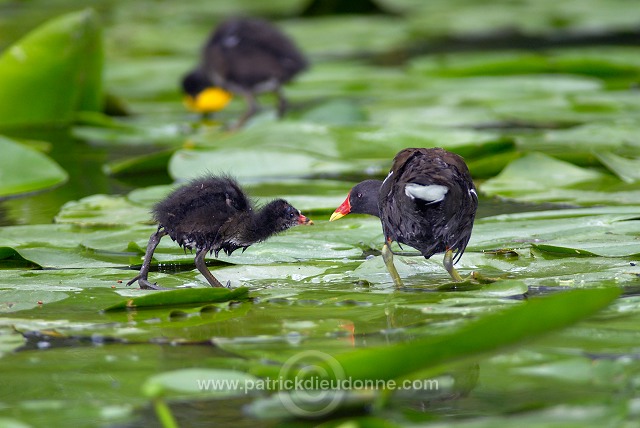 Moorhen (Gallinula chloropus) - Gallinule poule d'eau - 21024