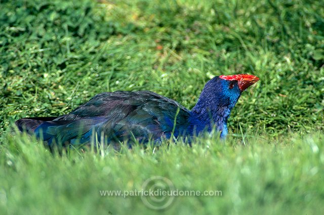 Purple Swamp-hen (Porphyrio porphyrio) - Taleve sultane - 21025