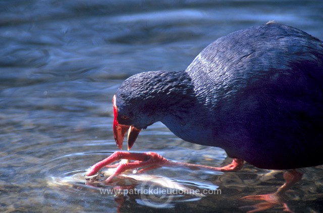 Purple Swamp-hen (Porphyrio porphyrio) - Taleve sultane - 21026