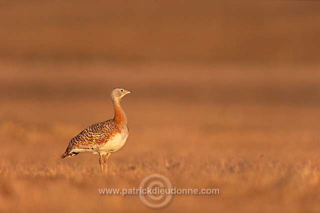 Great Bustard (Otis tarda) - Grande outarde - 21027