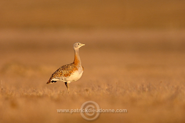 Great Bustard (Otis tarda) - Grande outarde - 21028