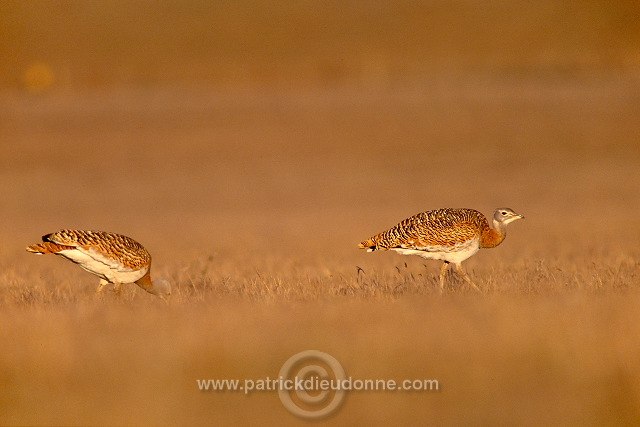 Great Bustard (Otis tarda) - Grande outarde - 21029