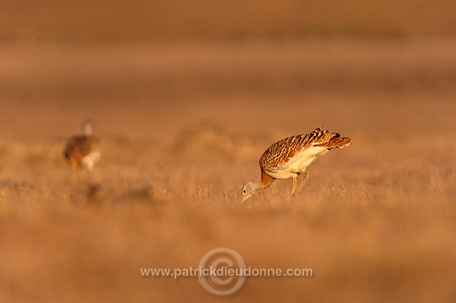 Great Bustard (Otis tarda) - Grande outarde - 21031