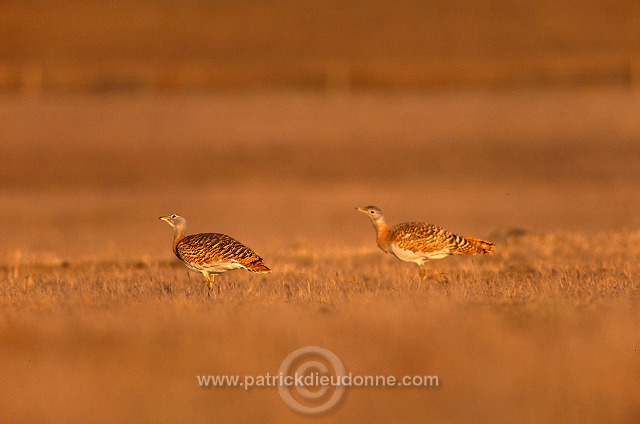 Great Bustard (Otis tarda) - Grande outarde - 21032