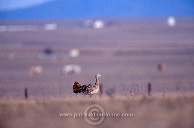 Great Bustard (Otis tarda) - Grande outarde - 21033