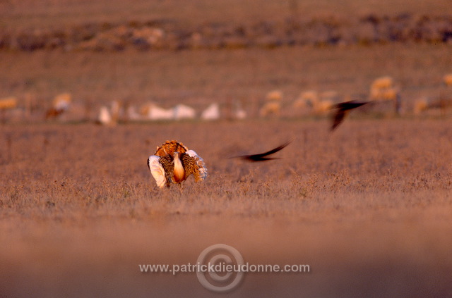 Great Bustard (Otis tarda) - Grande outarde - 21034