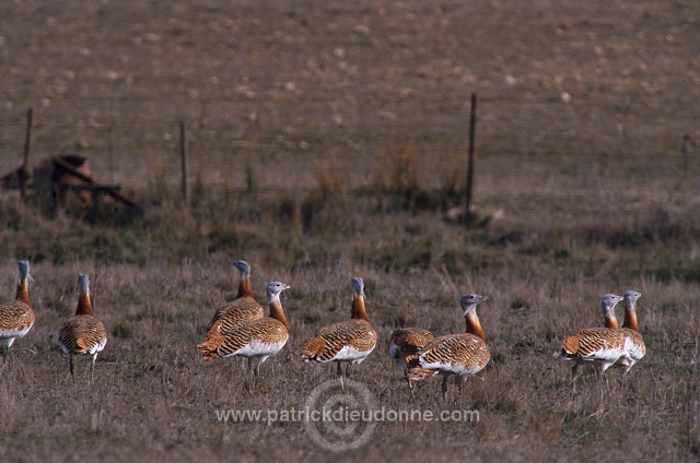 Great Bustard (Otis tarda) - Grande outarde - 21035