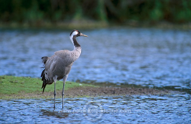 Common Crane (Grus grus) - Grue cendree - 21036