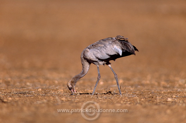 Common Crane (Grus grus) - Grue cendree - 21037