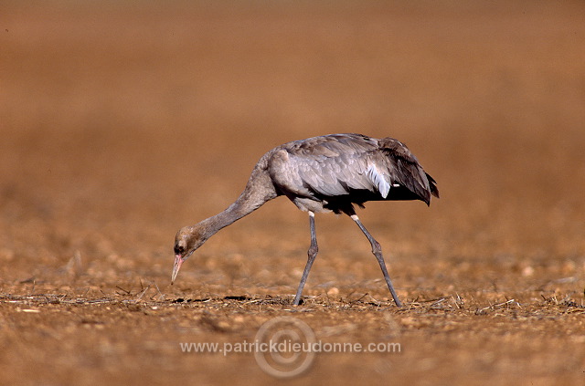 Common Crane (Grus grus) - Grue cendree - 21038