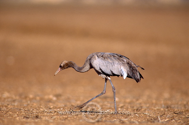 Common Crane (Grus grus) - Grue cendree - 21039