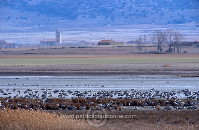 Common Crane (Grus grus) - Grue cendree - 21040