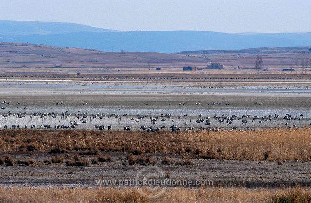 Common Crane (Grus grus) - Grue cendree - 21041