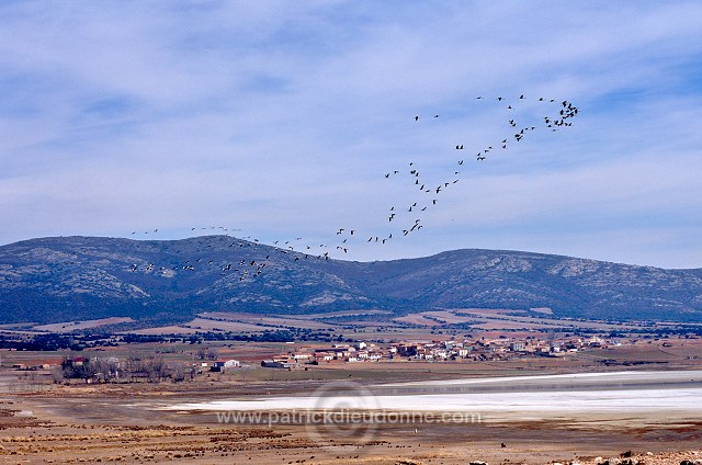 Common Crane (Grus grus) - Grue cendree - 21042