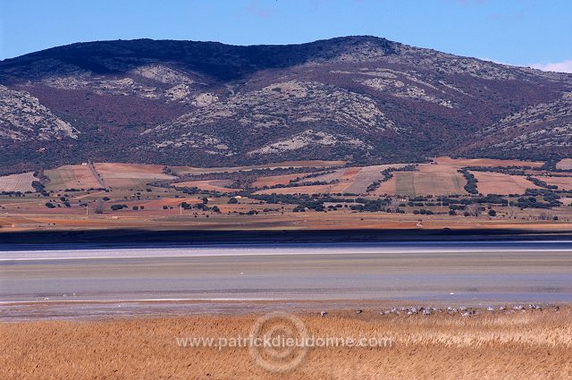 Common Crane (Grus grus) - Grue cendree - 21043