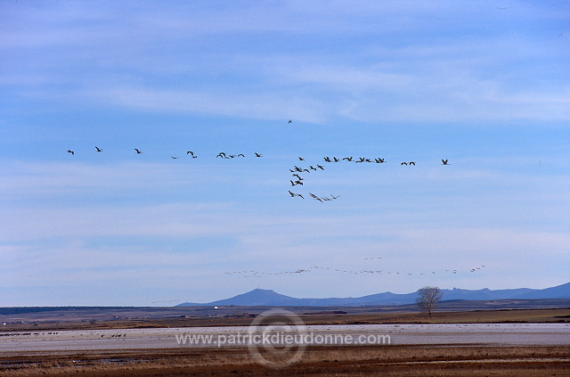 Common Crane (Grus grus) - Grue cendree - 21044