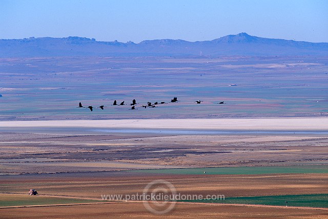 Common Crane (Grus grus) - Grue cendree - 21045