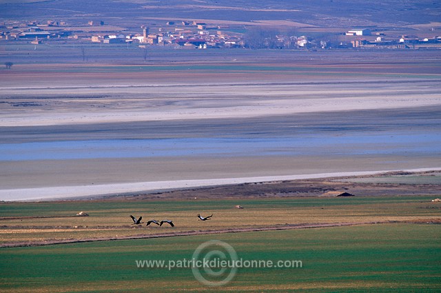 Common Crane (Grus grus) - Grue cendree - 21046