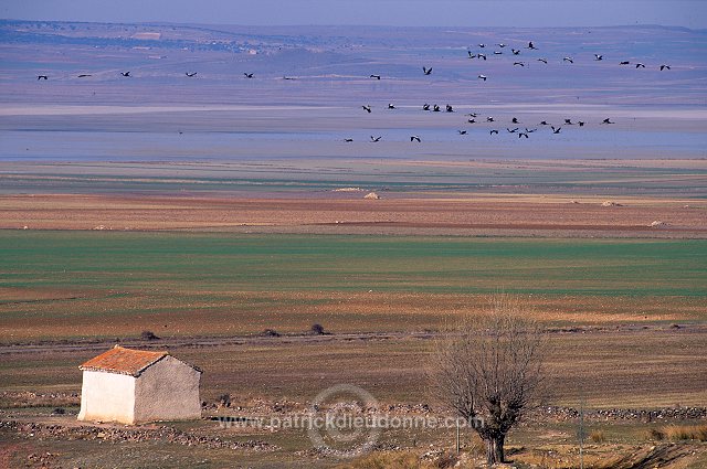 Common Crane (Grus grus) - Grue cendree - 21047