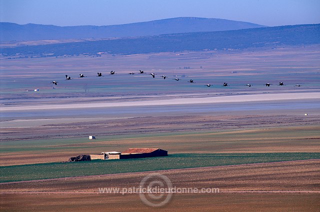 Common Crane (Grus grus) - Grue cendree - 21048