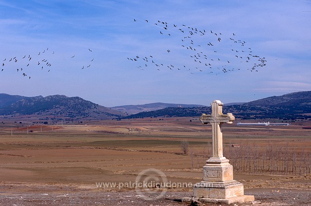 Common Crane (Grus grus) - Grue cendree - 21049