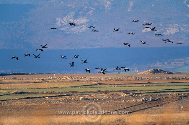 Common Crane (Grus grus) - Grue cendree - 21050