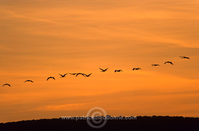 Common Crane (Grus grus) - Grue cendree - 21051