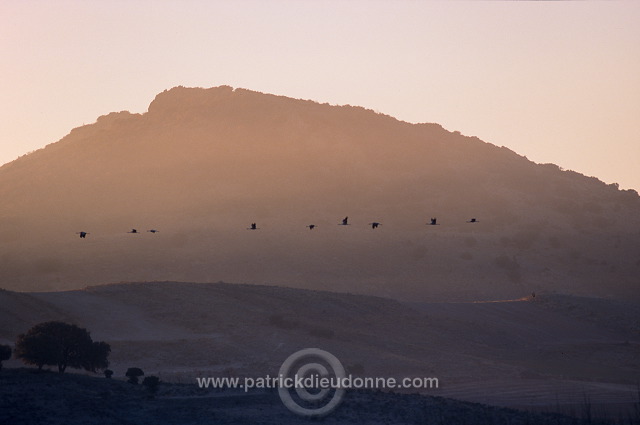 Common Crane (Grus grus) - Grue cendree - 21052