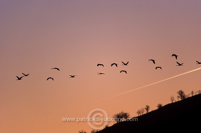 Common Crane (Grus grus) - Grue cendree - 21053